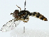  (Toxomerus dispar - BIOUG80115-F09)  @13 [ ] CreativeCommons - Attribution (2022) CBG Photography Group Centre for Biodiversity Genomics