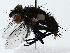  ( - BIOUG80116-F11)  @11 [ ] CreativeCommons - Attribution (2022) CBG Photography Group Centre for Biodiversity Genomics