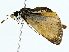  ( - BIOUG85502-B10)  @11 [ ] CreativeCommons - Attribution (2022) CBG Photography Group Centre for Biodiversity Genomics