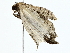 ( - BIOUG85518-D03)  @12 [ ] CreativeCommons - Attribution (2022) CBG Photography Group Centre for Biodiversity Genomics