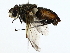  ( - BIOUG85518-G04)  @11 [ ] CreativeCommons - Attribution (2022) CBG Photography Group Centre for Biodiversity Genomics