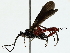  ( - BIOUG85522-A05)  @11 [ ] CreativeCommons - Attribution (2022) CBG Photography Group Centre for Biodiversity Genomics