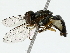  (Toxomerus dispar - BIOUG85522-E05)  @13 [ ] CreativeCommons - Attribution (2022) CBG Photography Group Centre for Biodiversity Genomics