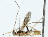  ( - BIOUG85524-A10)  @11 [ ] CreativeCommons - Attribution (2022) CBG Photography Group Centre for Biodiversity Genomics