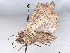  ( - BIOUG70314-A01)  @11 [ ] CreativeCommons - Attribution (2022) CBG Photography Group Centre for Biodiversity Genomics