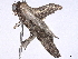  ( - BIOUG70314-C04)  @12 [ ] CreativeCommons - Attribution (2022) CBG Photography Group Centre for Biodiversity Genomics