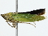  ( - BIOUG85525-C02)  @11 [ ] CreativeCommons - Attribution (2022) CBG Photography Group Centre for Biodiversity Genomics
