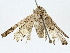  ( - BIOUG91370-B08)  @11 [ ] CreativeCommons - Attribution (2022) CBG Photography Group Centre for Biodiversity Genomics