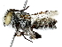  ( - BIOUG91371-B08)  @11 [ ] CreativeCommons - Attribution (2022) CBG Photography Group Centre for Biodiversity Genomics