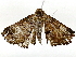  ( - BIOUG91372-H06)  @11 [ ] CreativeCommons - Attribution (2022) CBG Photography Group Centre for Biodiversity Genomics