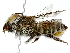  ( - BIOUG91373-H08)  @11 [ ] CreativeCommons - Attribution (2022) CBG Photography Group Centre for Biodiversity Genomics