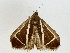  ( - BIOUG91379-F02)  @11 [ ] CreativeCommons - Attribution (2022) CBG Photography Group Centre for Biodiversity Genomics
