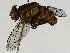  ( - BIOUG91383-F01)  @11 [ ] CreativeCommons - Attribution (2022) CBG Photography Group Centre for Biodiversity Genomics