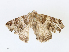  ( - CBG-A10793-D08)  @11 [ ] CreativeCommons - Attribution Share - Alike (2023) CBG Photography Group Centre for Biodiversity Genomics