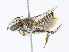  ( - CBG-A10794-C11)  @11 [ ] CreativeCommons - Attribution Share - Alike (2023) CBG Photography Group Centre for Biodiversity Genomics