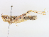  (Catantops sp. TAMUIC-IGC-OR237 - CBG-A10833-F01)  @11 [ ] CreativeCommons - Attribution Share - Alike (2023) CBG Photography Group Centre for Biodiversity Genomics