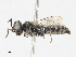 ( - CBG-A10835-F11)  @11 [ ] CreativeCommons - Attribution Share - Alike (2023) CBG Photography Group Centre for Biodiversity Genomics