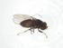  (Polytrichophora graeca - CBG-A12549-H09)  @11 [ ] CreativeCommons - Attribution Share - Alike (2023) Centre for Biodiversity Genomics Centre for Biodiversity Genomics