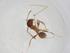  (Pheidole sp. TZ01 - CBG-A12581-A10)  @11 [ ] CreativeCommons - Attribution Share - Alike (2023) Centre for Biodiversity Genomics Centre for Biodiversity Genomics