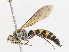  ( - CBG-A13249-B02)  @11 [ ] CreativeCommons - Attribution Share - Alike (2023) CBG Photography Group Centre for Biodiversity Genomics