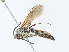  ( - CBG-A13249-C12)  @11 [ ] CreativeCommons - Attribution Share - Alike (2023) CBG Photography Group Centre for Biodiversity Genomics