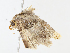  ( - CBG-A13252-F12)  @11 [ ] CreativeCommons - Attribution Share - Alike (2023) CBG Photography Group Centre for Biodiversity Genomics