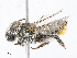  ( - CBG-A13252-H07)  @11 [ ] CreativeCommons - Attribution Share - Alike (2023) CBG Photography Group Centre for Biodiversity Genomics