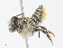  ( - CBG-A13253-C09)  @11 [ ] CreativeCommons - Attribution Share - Alike (2023) CBG Photography Group Centre for Biodiversity Genomics