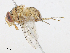  (Tricyclea - CBG-A13254-G06)  @11 [ ] CreativeCommons - Attribution Share - Alike (2023) CBG Photography Group Centre for Biodiversity Genomics