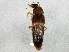  ( - BIOUG03051-F05)  @13 [ ] CreativeCommons - Attribution (2013) CBG Photography Group Centre for Biodiversity Genomics