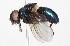  (Lucilia elongata - BIOUG03090-D10)  @14 [ ] CreativeCommons - Attribution (2013) CBG Photography Group Centre for Biodiversity Genomics