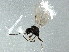  ( - BIOUG03240-B04)  @12 [ ] CreativeCommons - Attribution (2013) CBG Photography Group Centre for Biodiversity Genomics