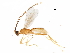  (Aleiodes certum - BIOUG30596-C06)  @14 [ ] CreativeCommons - Attribution (2017) CBG Photography Group Centre for Biodiversity Genomics