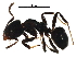  (Anonychomyrma minuta - BIOUG30651-B11)  @14 [ ] CreativeCommons - Attribution (2017) CBG Photography Group Centre for Biodiversity Genomics