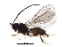  (Neorthostigma - BIOUG30738-C11)  @13 [ ] CreativeCommons - Attribution (2017) CBG Photography Group Centre for Biodiversity Genomics