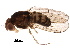  (Scaptodrosophila kirki - BIOUG27922-G04)  @14 [ ] CreativeCommons - Attribution (2016) CBG Photography Group Centre for Biodiversity Genomics