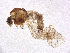  ( - BIOUG27941-E01)  @11 [ ] CreativeCommons - Attribution Share-Alike (2024) CBG Photography Group Centre for Biodiversity Genomics