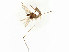  ( - BIOUG38174-A10)  @11 [ ] CreativeCommons - Attribution Share-Alike (2024) CBG Photography Group Centre for Biodiversity Genomics