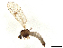  ( - BIOUG38098-C11)  @11 [ ] CreativeCommons - Attribution Share-Alike (2024) CBG Photography Group Centre for Biodiversity Genomics