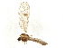 ( - BIOUG38272-H02)  @11 [ ] CreativeCommons - Attribution Share-Alike (2024) CBG Photography Group Centre for Biodiversity Genomics