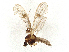  ( - BIOUG38747-B06)  @11 [ ] CreativeCommons - Attribution Share-Alike (2024) CBG Photography Group Centre for Biodiversity Genomics