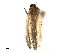  (Izatha prasophyta - BIOUG39853-B11)  @11 [ ] CreativeCommons - Attribution (2019) CBG Photography Group Centre for Biodiversity Genomics