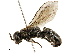  (Tachysphex nigerrimus - BIOUG39853-G06)  @15 [ ] CreativeCommons - Attribution (2019) CBG Photography Group Centre for Biodiversity Genomics