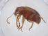  (Eucolaspis sp. PRCD2015a - CBG-A15388-D02)  @11 [ ] CreativeCommons - Attribution Share - Alike (2023) Centre for Biodiversity Genomics Centre for Biodiversity Genomics