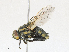  ( - CBG-A16685-G06)  @11 [ ] CreativeCommons - Attribution Share - Alike (2023) CBG Photography Group Centre for Biodiversity Genomics