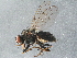  ( - BIOUG15087-A10)  @14 [ ] CreativeCommons - Attribution (2015) CBG Photography Group Centre for Biodiversity Genomics