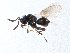  (Telenomus laeviceps - BIOUG15187-G09)  @14 [ ] CreativeCommons - Attribution (2015) CBG Photography Group Centre for Biodiversity Genomics
