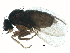  (Megaselia parva - BIOUG15543-D06)  @14 [ ] CreativeCommons - Attribution (2015) CBG Photography Group Centre for Biodiversity Genomics