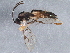  (Diplazon neoalpinus - BIOUG15566-B10)  @14 [ ] CreativeCommons - Attribution (2015) CBG Photography Group Centre for Biodiversity Genomics
