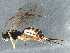  ( - BIOUG15087-F05)  @14 [ ] CreativeCommons - Attribution (2015) CBG Photography Group Centre for Biodiversity Genomics